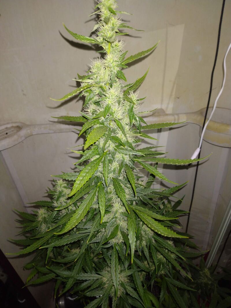 Pineapple Muffin Auto, Фасовка: 3, изображение 4